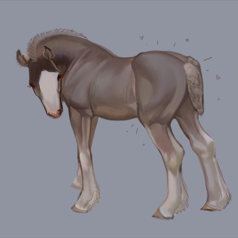 Horse Drawing Digital, Study Digital Art, Foal Drawing, Horse Oc, Horse Age, Equine Artwork, Horse Art Drawing, Horse Sketch, Horse Anatomy