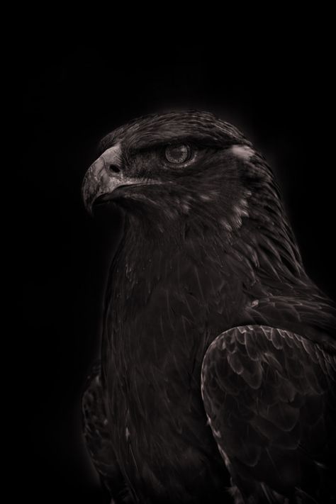 Imam Mahdi Painting, Low Key Portraits, Birds Photography Nature, Old Warrior, Eagle Images, Eagle Wallpaper, Chinese Aesthetic, Eagle Pictures, Black Paper Drawing