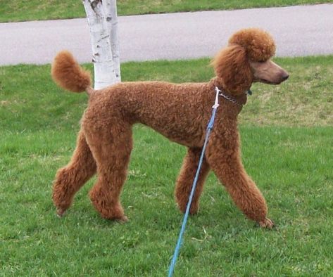 Can I see some pics of shorter cuts? | Page 2 | Poodle Forum Standard Poodle Cuts, Dog Hairstyles, Standard Poodle Grooming, Standard Poodle Haircuts, Brown Poodle, Poodle Hair, Poodle Haircut, Poodle Cuts, Red Poodles