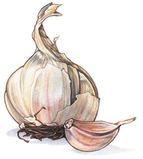 Garlic Health Benefits, Garlic Soup, Watercolor Fruit, Illustration Food, Desenho Tattoo, Food Illustrations, Kitchen Art, Botanical Illustration, Botanical Art