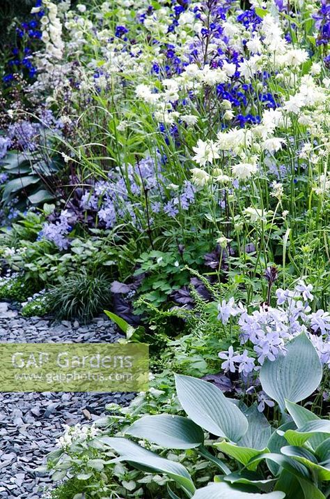 Mixed blue and white planting next to slate path including Hosta 'Halcyon', Phlox divaricate 'Clouds of Perfume', Aquilegia 'Green Apples' and Anchusa azurea 'Loddon Royalist' - The Viking Cruises Norse Garden Blue Slate Garden Ideas, Blue White Garden, Blue And White Gardens, Blue Cottage Garden, Slate Garden Ideas, Blue And Yellow Garden, Anchusa Azurea, White And Blue Garden, Slate Path