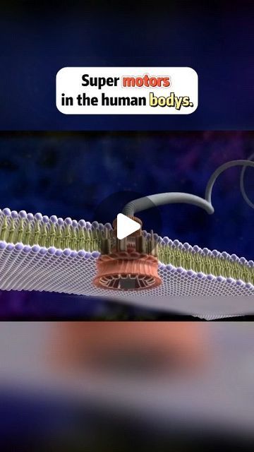 Human Body Video, Excretion In Humans, Facts About Human Body Science, Human Brain Video, Human Body Videos, Inside Human Body, Diy Mechanics, Creation Science, Car Maintenance