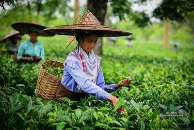 Tea Gardens, Assam Tea, Tea Farm, Butterfly Tea, Farming Business, Tea Estate, Relaxing Tea, Tea Companies, Tea Break