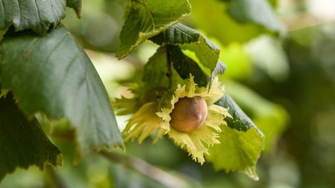 This guide covers how to grow and care for American hazelnuts, including planting, pest control, and harvesting tips. American Hazelnut, Hazelnut Tree, Fast Growing Trees, Organic Fertilizer, One Tree, Potting Soil, Fast Growing, Beautiful Tree, Mulch