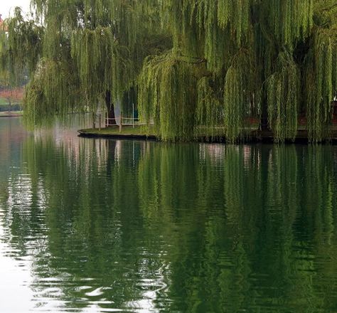 Willow Tree Pictures, Weeping Willow Aesthetic, Weeping Willow Photography, Willows Aesthetic, White Willow, Plant Tree, Willow Trees Aesthetic, Aesthetic Trees, Willow Tree Aesthetic