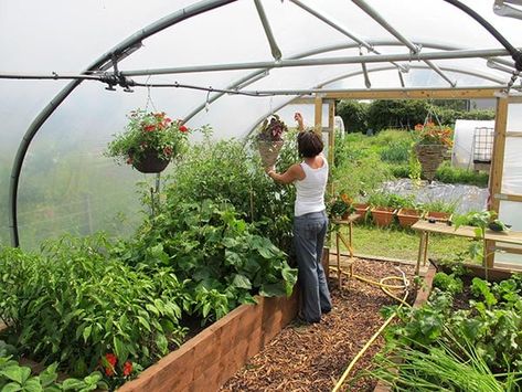 Poly Tunnel, Vegetable Planting Guide, Companion Planting Guide, High Tunnel, Companion Planting Vegetables, Tomatoes In Containers, Growing Tomatoes In Containers, Allotment Gardening, Canadian Winter