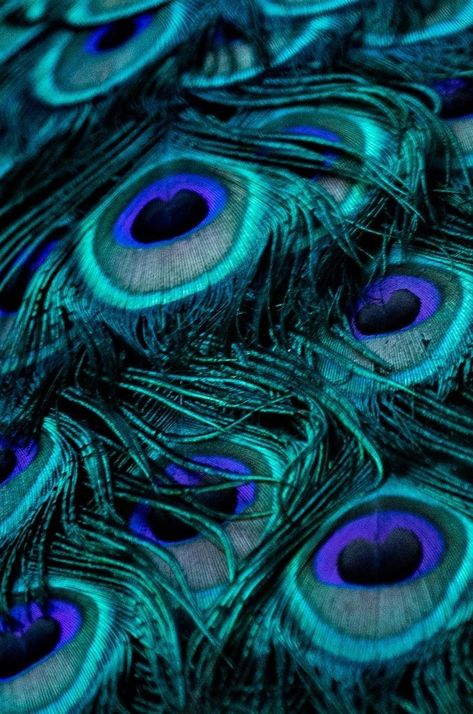 Peacock Aesthetic, Peacock Background, Peacock Feather Art, Photo Macro, Peacock Pictures, Feather Wallpaper, Peacock Art, Peacock Color, Feather Art