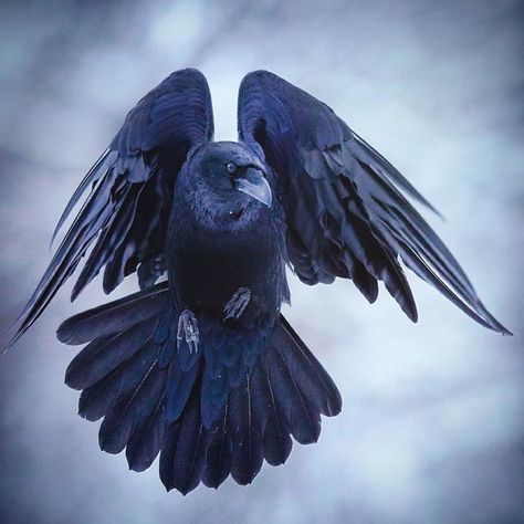 Niko Pekonen (@npekonen) on Instagram: “Raven (corvus corax) in flight. Finland #WildGeography #GlobalDaily #bella_shots #elegantanimals…” Crow Aesthetic, Raven Photography, Rabe Tattoo, Raven Wings, Raven Bird, Crow Tattoo, Crow Art, Raven Tattoo, Jackdaw