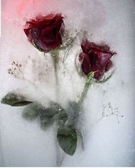 Ice Photography, Frozen Rose, Red Roses Wallpaper, Flower Ice, Winter Rose, Rosé Aesthetic, Foto Art, Rose Wallpaper, Rose Art