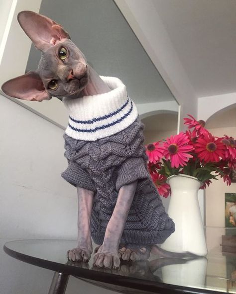 These 15 Sphynx Cats Are So Stylish They Will Make You Look Bad | PetPress Cute Hairless Cat, Katt Grejer, Hairless Cats, Sphinx Cat, Dream's Cat, Devon Rex, Hairless Cat, Creative Eye, Animal Photos