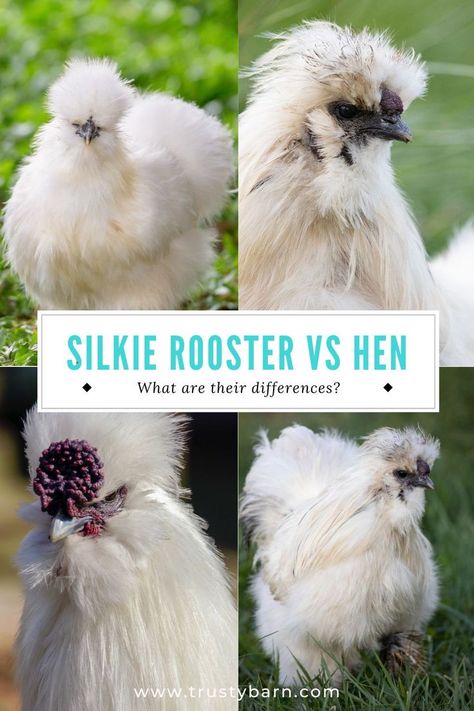 Silkie Rooster vs Hen: Deciphering the Differences Rooster Vs Hen, Silkie Chickens Coop, Rooster Names, Silkie Rooster, Silkie Hen, Silkie Chickens, Backyard Chicken Farming, Chicken Breeds, Chicken Farm