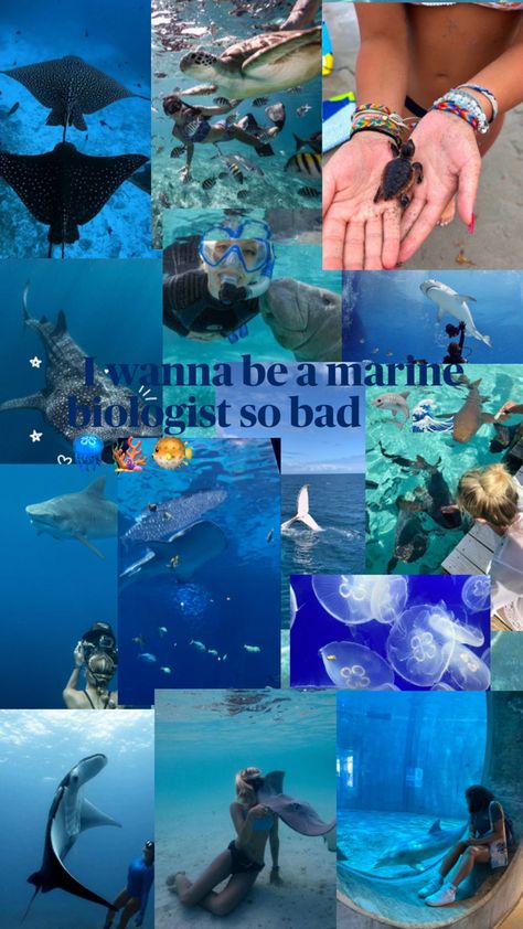 Marine biologist is like my dream job since I was like 4 I’ve always loved the ocean and sea creatures Oceanography Marine Biology, My Dream Job, Job 3, Marine Biologist, Keep Swimming, Oceanography, Future Jobs, Marine Biology, Prayer Board