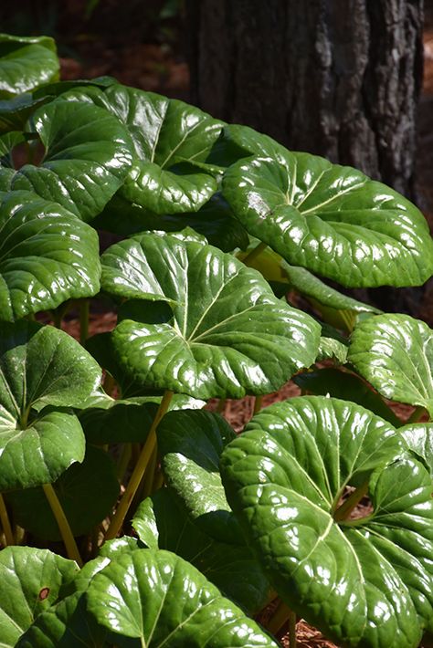 Leopard Plant, Small House Garden, Texas Native Plants, Plant Names, Shade Gardens, Lafayette Louisiana, Rising Above, Plant Projects, Scientific Name