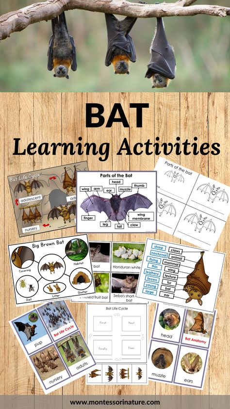 You are invited to download the Bat pack – learning printables for preschool and kindergarten children. Use this resource with clear true-to-life images and photographs to create hands-on science activities for your students. Children will learn the stages of the bat life cycle, and parts of a bat, practice sequencing skills, and work to improve their concentration and fine motor skills. This resource will come in handy when exploring winter animals, cave dwellers, or vertebrates and mammals. Bat Fine Motor Activities, Bat Kindergarten Activities, Preschool Bat Activities, Biodiversity Project Ideas, Bat Activities Preschool, Bats Preschool, Preschool Bats, Bat Facts For Kids, Bat Activities For Kids