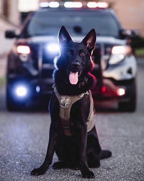 K9 Police Dogs, K9 Police, Prove Love, Dog Hero, Police K9, Future Job, Black German Shepherd, German Shepards, Cute Dog Photos