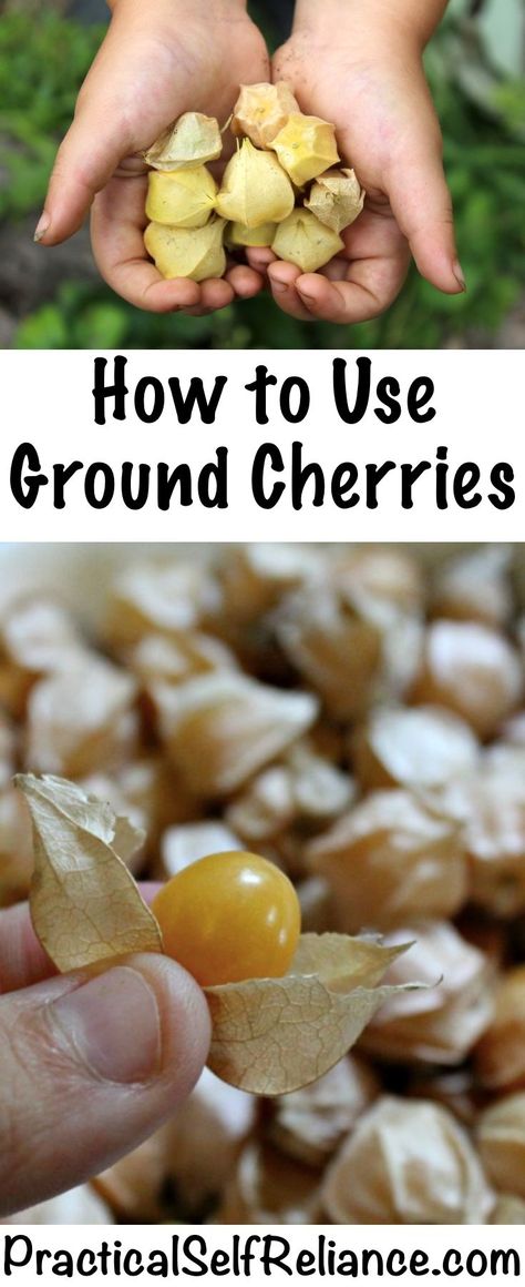 How to Use Ground Cherries ~ Ground Cherry Recipes Cherry Recipes Canning, Ground Cherry Recipes, Ground Cherries, Ground Cherry, Cape Gooseberry, Permaculture Gardening, Cherry Recipes, Self Reliance, Ideas Food