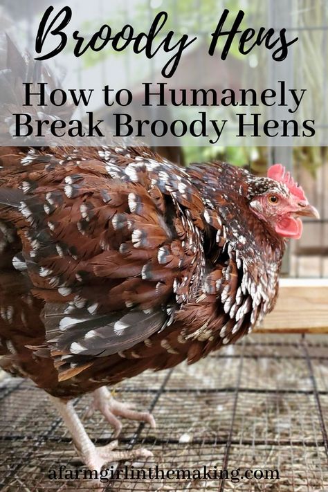 What To Do With A Broody Hen, How To Stop A Broody Hen, How To Break A Broody Hen, Brooding Chickens Hens, Broody Hen Coop, Broody Hen Tips, Chicken Varieties, Broody Chicken, Dust Bath For Chickens