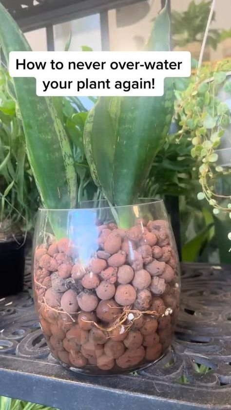 This method is great for low maintenance, too! via: @tannertheplanter/tiktok in 2022 | Outdoor herb garden, House plant care, Growing vegetables in containers Over Watering Plants, Overwatering Plants, Plants Grown In Water, Tanaman Air, Sheep Crafts, Household Plants, Plant Care Houseplant, Inside Plants, Growing Plants Indoors