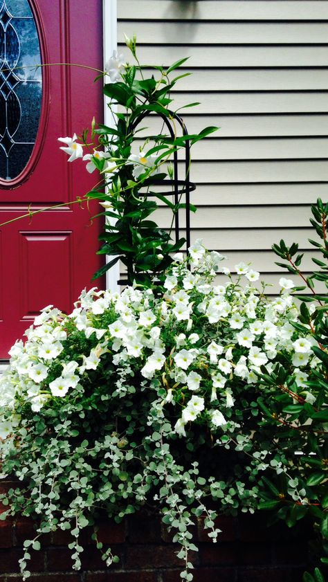 White mandevilla, white petunias and licorice plant White Petunias In Pots, White Mandevilla Container, Petunia Planter, Flower Tower, Porch Plants, Container Gardening Flowers, Outdoor Pots, Moon Garden, Garden Oasis