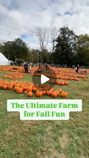 Pumpkin Farm Animals, Fall Festivals In New England, Pumpkin Farming, Combine Playground, Farm Animals Games, Animals Games, New England Fall Foliage Drives, Farm Website, Hay Maze