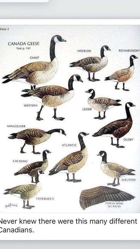 Goose Drawing, Pig Breeds, Bird Breeds, Canadian Geese, Goose Hunting, Birds Of North America, Canada Geese, Duck Pictures, Snow Goose