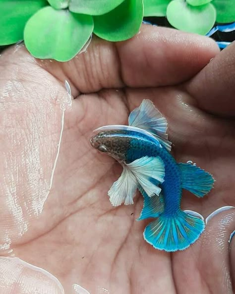 Create Pin, Betta Fish Types, Fish Tank Terrarium, Cool Fish Tanks, Betta Aquarium, Guppy Fish, Pretty Fish, Beta Fish, Betta Fish Tank