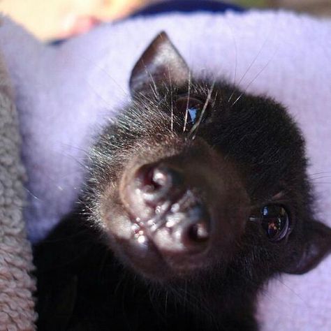 Bat Pfp, Bat Nose, Bat Pictures, Sky Puppy, Bat Face, Fox Bat, Bat Animal, Bat Flying, Flying Fox