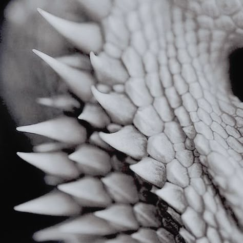 House Of The Dragon Aesthetic, Dratini Pokemon, Lucerys Velaryon, Dragon Aesthetic, Realm Reborn, Jelly Wallpaper, Targaryen Aesthetic, House Of The Dragon, White Dragon