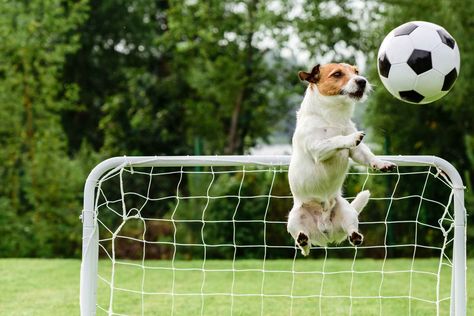 Soccer Jokes, Soccer Goals, Funny Soccer Videos, Dogs Playing, Dog Football, Playing Soccer, Bad Behavior, Soccer Funny, Train Your Dog