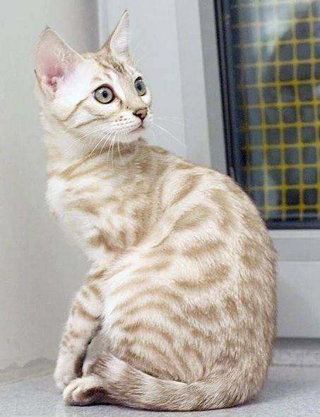 Silver Bengal Cat, Bengal Kitten, Cat Ideas, Bengal Cats, Gorgeous Cats, Beautiful Cat Breeds, Most Beautiful Cat Breeds, Bengal Cat, Cat Aesthetic