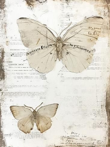 size: 12x9in Art Print: Vintage Butterfly 6 by RileyB : Butterfly Aesthetic Vintage, Butterfly Poster Vintage, Butterflies Aesthetic Vintage, Victorian Prints, Dark Academia Wallpaper, Collage Pieces, Collage Pictures, Animals Photography, Nature Vintage