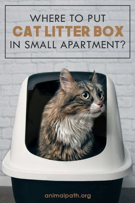 Small Apartment Cat, Cat Litter Box Diy, Cat Liter, Hiding Cat Litter Box, Litter Box Smell, Diy Litter Box, Cat Apartment, Best Litter Box, Hidden Litter Boxes