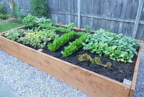 Above Ground Garden, Ground Garden, Backyard Kids, Backyard Structures, Garden Boxes Diy, Raised Garden Planters, Raised Planter Beds, Vegetable Garden Raised Beds, Planter Beds