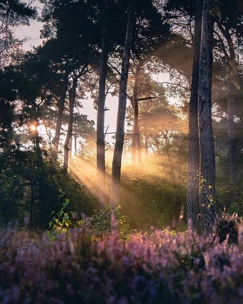 Veronica Core, Nature Aesthetic, In The Forest, Beautiful Landscapes, The Forest, My Aesthetic, Beautiful Nature, Dream Life, Beautiful Places