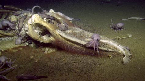 Found off the Monterey coast, whale corpse offers an underwater feast on the deep ocean floor – Santa Cruz Sentinel Baleen Whales, Science Images, Central Coast California, Chia Pet, Deep Sea Diving, Sea Floor, California Coastline, Bottom Of The Ocean, Deep Sea Creatures