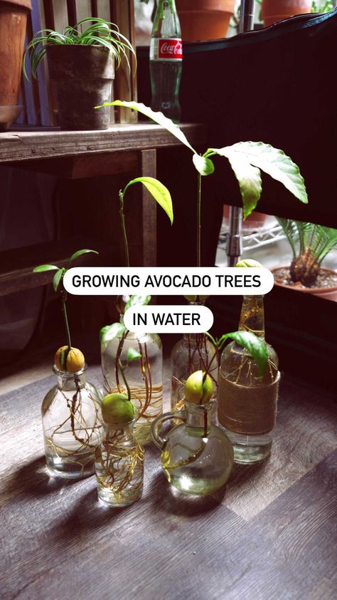 Avocado Plant In Water, Avocado Pit Plant, Avocado In Water, Avocados In Water, Kitchen Ideas Decor, Plant Obsession, Jack Thompson, Avocado Pit, Cheek To Cheek