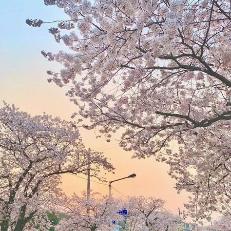 사진 촬영 포즈, Japan Aesthetic, Aesthetic Japan, Japanese Aesthetic, Blossom Trees, City Aesthetic, Nature Aesthetic, Pretty Places, To Listen