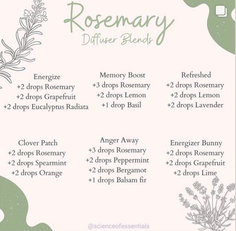 Rosemary Oil Benefits, Essential Oils Energy, Diffuser Blends Young Living, Essential Oil Roller Bottle Recipes, Best Essential Oil Diffuser, Rosemary Essential Oil, Essential Oil Diffuser Blends Recipes, Young Living Essential Oils Recipes, Essential Oils Guide