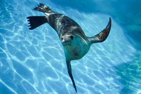 Seal Swimming Underwater, Seal Underwater, Seals Underwater, Sea Lion Swimming, Seal Reference, Seal Swimming, Swimming Underwater, Swimming Gif, Photo Sculpture