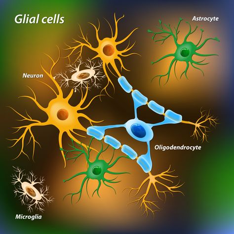 Neuroscience Notes, Physician Assistant School, Glial Cells, Basic Anatomy And Physiology, White Matter, Science Illustration, Neurological Disorders, Brain Damage, Quantum Mechanics