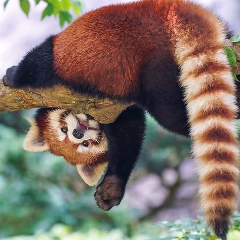 Red Panda Cute, Red Panda Baby, Birds Photography Nature, Panda Family, Panda Art, Funny Animal Photos, Red Baby, Baby Panda, Silly Animals