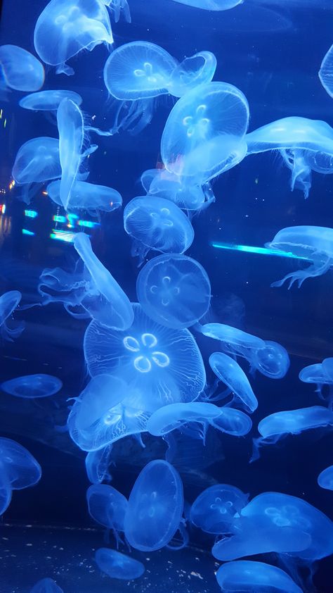 Questioning Reality, Sea Jellies, Blue Jellyfish, Jellyfish Art, Water Aesthetic, Beautiful Sea Creatures, Water Life, Pop Art Wallpaper, Ocean Wallpaper