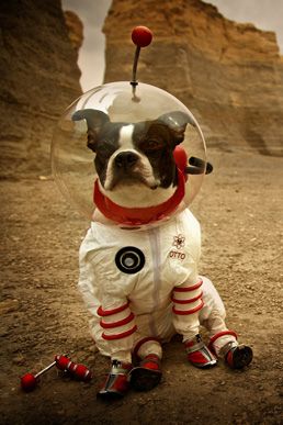 spacedog Boston Terrier Funny, Space Dog, Boston Terrier Love, Animal Costumes, Boston Terrier Dog, Boston Terriers, Dog Costumes, Pet Costumes, Dog Halloween