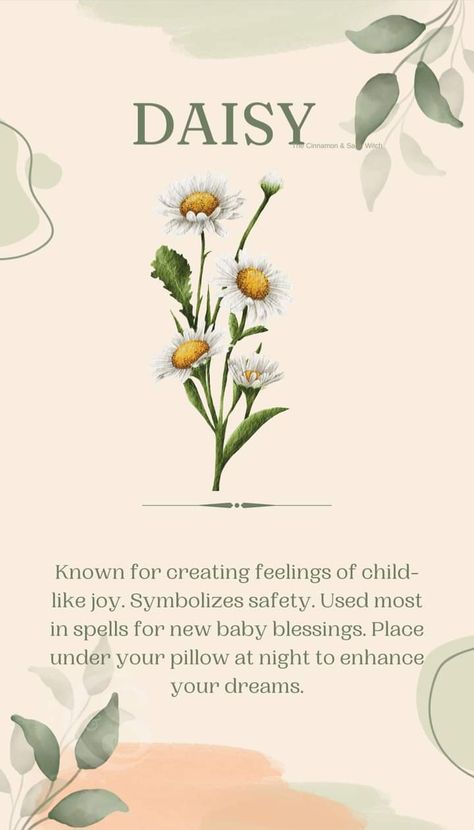 Meaning Of Daisy Flowers, Flower Language Meaning Of, Wildflower Meaning, Daisy Symbolism, Daisy Meaning, Flowers Symbolism, Win Tattoo, Daisy Tattoo Meaning, Flowers And Their Meanings