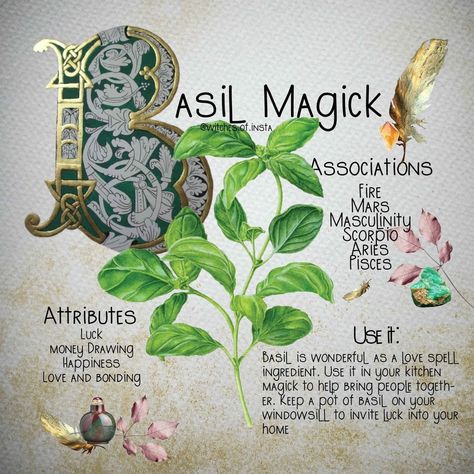 Basil Witchcraft, Basil Magic, Herbal Witch, Witchcraft Herbs, Magickal Herbs, Witch Herbs, Aries And Pisces, Green Witchcraft, Plant Magic