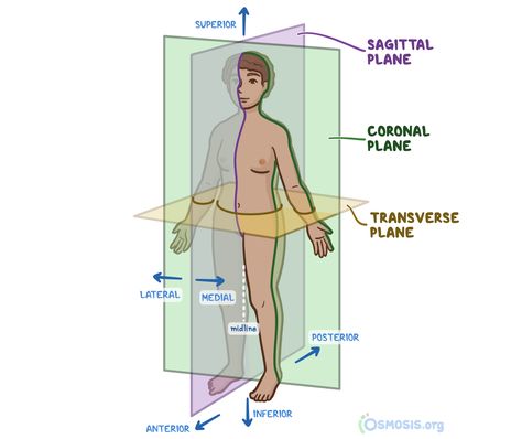 Anatomical position, or standard anatomical position, refers to the specific body orientation used when describing an individual’s anatomy Anatomical Position, Medical Projects, Easy Korean Words, Medical Student Study, Human Body Anatomy, Medical School Essentials, Human Anatomy And Physiology, Medical Anatomy, Nursing Study