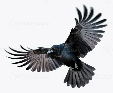 Raven Flying, Crows Artwork, Raven Images, Crow Flying, Crows Drawing, Tatoo Inspiration, Crow Tattoo, Celtic Tattoo, Raven Tattoo