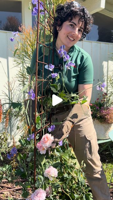 Armstrong Garden Centers on Instagram: "🌸 The one ingredient to turn your yard into an English cottage garden 🤩 Climbing roses! These quintessential romantic ramblers will transport you to the secret garden of your dreams. Here’s a few inspirational ideas 💡 ⬇️ 

🌹 Grow over an arch mixed with sweet peas or clematis for an extra floral twist. 

🌸 using wire or trellis panels, train a climbing rose to cover a blank wall. 

🌹cover a fence with old fashioned charm while attracting your favorite pollinators to visit your garden. 

🌸🌹Are you enchanted by climbing roses? Let us know! 

#rosegarden #climbingroses #davidaustinroses #englishroses #cottagegarden #gardenarch" Climbing Rose And Clematis Combinations, Rose Trellis Ideas Diy Climbing Flowers, Climbing Roses Fence, How To Train Climbing Roses, Climbing Rose Trellis Ideas, Training Climbing Roses Trellis, Clematis Ideas, Flower Arch Garden Climbing Roses, Climbing Roses Trellis