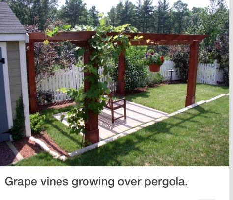 Grape vines over pergola Grape Delight, Vine Pergola, Hops Trellis, Grape Vine Trellis, Grape Trellis, Grape Arbor, Vine Trellis, Pergola Pictures, Garden Canopy