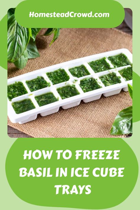 Learn how to preserve basil all year round by freezing it in ice cube trays. Our detailed guide makes it simple to enjoy the fresh flavor of basil in any dish whenever you want. Never run out of basil with this easy preservation method! Preserve Fresh Basil, How To Freeze Basil, Storing Basil, Preserving Basil, Preserve Fresh Herbs, Dream Herbs, Food Boards, Basil Recipes, How To Make Pesto